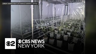 NYPD investigators find nearly 300 cannabis plants inside illegal Bronx grow house