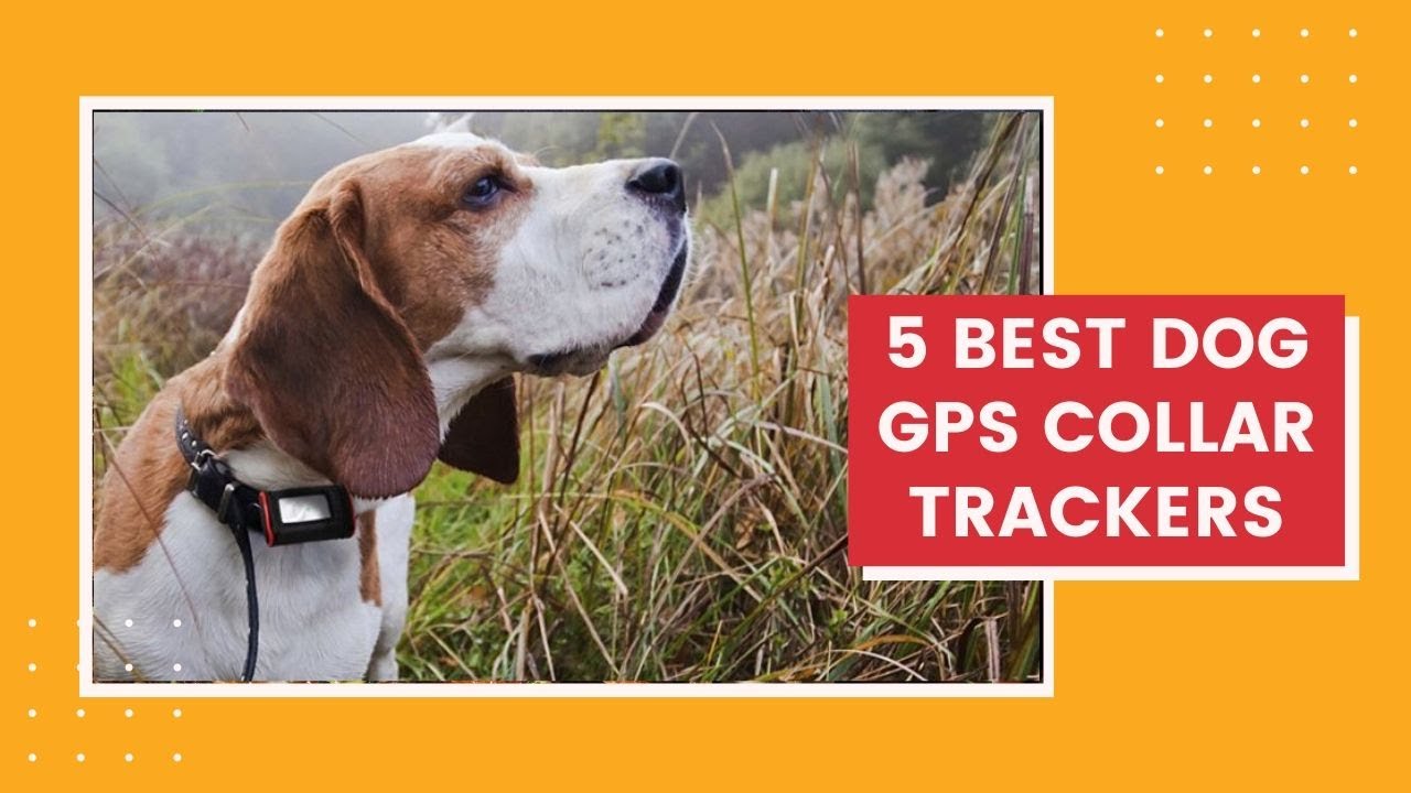 Best Dog GPS Tracker 2020 - Top 5 Best Dog GPS Collar Trackers - YouTube