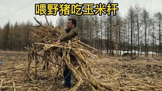 东北林区田园生活，春天蒲公英10元一斤，蘸笨鸡蛋酱，真是美味，72岁老妈收拾菜窖，大红萝卜烂好多【东北林区艾三】