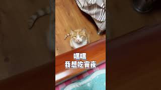 【家有貓三寶】家裡有個什麼都管的#cat #萌宠 #猫 #貓咪 #宠物生活 #pets #寵物