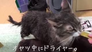 お風呂場でシャワーを浴びる猫 ノルウェージャンフォレストキャット Cats take a shower. Norwegian Forest Cat.