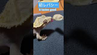 #爬虫類 #クレステッドゲッコー #crestedgecko #shorts