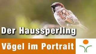 Vögel im Portrait 03 - Der Haussperling / Spatz