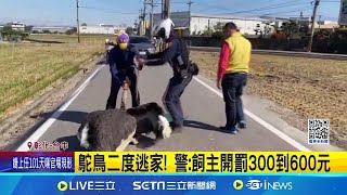 鴕鳥二度逃家! 逛大街對峙\