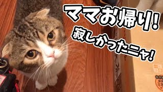 【猫】ママと数日ぶりに再会したぽこ太郎【スコティッシュフォールド】【Scottish Fold】