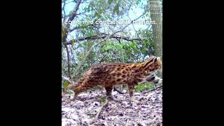 Leopard Cat Spotted in Hunan