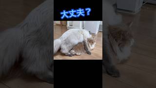 優しすぎてマウント取れない雄猫　優男　もふもふのサイベリアンの子猫たち　#shorts