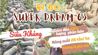 Trồng Bí Đỏ Super Dream 63 Bí Quyết Để Năng Suất SIÊU KHỦNG lên đến 28 Tấn/ha, Trái ĐẸP KHÔNG TÌ VẾT