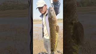 Back to Back Attak Snakehead fisher CatchinG