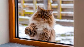 Freezing Cat Begs To Be Let Inside  Man Shocked By What Happened Next!