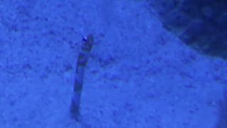 チンアナゴの観察　Observation of spotted garden eel