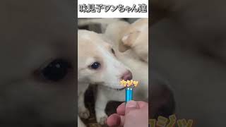 犬のおもしろ動画にツッコミどころ満載なアフレコしてみた＃134【子犬】【ハプニング映像】#shorts　#アフレコ #面白動画