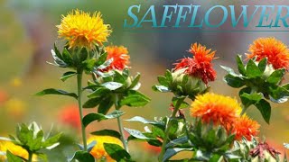 Beautiful Safflower HD 1080P Video.