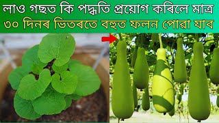 লাও গছত কি কৰিলে মাত্ৰ ৩০ দিনৰ ভিতৰতে বহুত লাও পোৱা যাব |  লাও খেতিৰ নিয়ম  | How to Increase Gourd