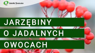 Jarzębiny o jadalnych owocach na przetwory