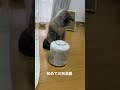 【猫動画】初めての加湿器に？がいっぱいな猫