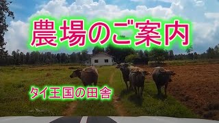 タイ東北部イサーンの田舎にある農場のアプローチからの動画をご覧ください。2016