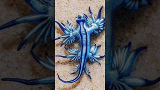 Blue Dragons: The Rare and Beautiful | #bluedragons