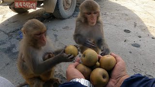 feeding pear and small mango to the group of monkeys || feeding monkey || monkey love pear and mango