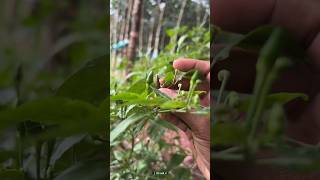 ഈ കാന്താരി BP Cholestrol കുറക്കും 😳| Bird’s Eye Chillies Benefits #itsmrv #kerala #naturalfood