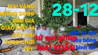 0908794939 MAI VÀNG MIẾNG DUNG GIAO LƯU MAI VÀNG CHƠI TẾT XẾP ĐI CÓ CHẬU MỸ NGHÊ