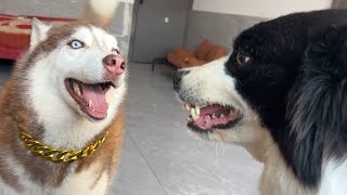 當你手癢想摸狗時，哈士奇和邊牧有啥不同反應？#husky #cute #pets #萌宠 #搞笑