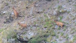 ნიამორები თუშეთის ეროვნულ პარკში | Tusheti National Park