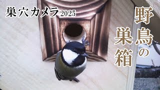 2025/01/05 シジュウカラの巣箱(巣穴カメラ) 野鳥 Great tit Bird Nest Box Live Camera