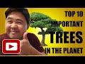 TOP 10 IMPORTANT TREES IN THE PLANET