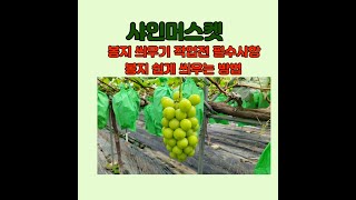 샤인머스켓 봉지씌우기 작업전에 꼭 알아야 할 사항 봉지 쉽게 씌우는방법 #병충해방제#샤인머스켓 #감문농약사#포도#청금농장#물관리#포도#비료#알키우기#봉지씌우기#포도봉지