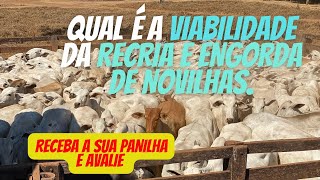 Vale a pena fazer recria e engorda de novilhas ?