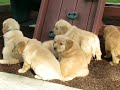 goldens akc males malinda s