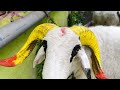 Bakrid sheeps 2022
