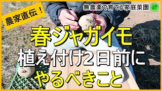 【春ジャガイモ】失敗しない種芋づくり（種芋の切り方～乾かし方まで）【有機農家直伝！無農薬で育てる家庭菜園】　23/2/9