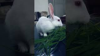 #rabbit #cute #bunny #pets #trending ,#trendingshorts #viralvideo #virslshorts #cutepet #love #like