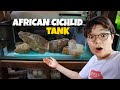 The *NEW* African Cichlid Tank!!