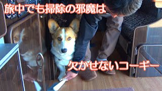 A corgi traveling in a camper.