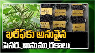 ఖ‌రీఫ్‏కు అనువైన పెస‌ర‌, మినుము ర‌కాలు.. | Pesara and Minumu Crop Varieties | Matti Manishi | 10TV