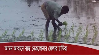 আমন আবাদে ব্যস্ত নেত্রকোনার জেলার চাষিরা, দ্বিতীয় বার চারা রোপনে ব্যয় দ্বিগুন 17Aug.20