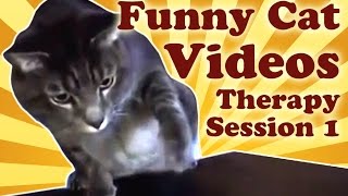 Funny Cat Videos Therapy 1: Cats Fight Bananas, Cat Plays Ipod And Other Funny Cat Vines