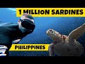 The Ultimate SARDINE RUN & TURTLE Guide 2023 | Moalboal