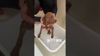 濡れたヤンの変わりようがすごい爆笑 #お風呂 ＃犬 #びっくり