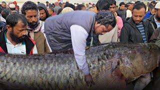 খবর কি পাইছেন রেকর্ড পরিমানে সস্তায় বিক্রি হচ্ছে পদ্মার মাছ মেঘুলা ঘাটে | Cheap Price Fish Market 😱