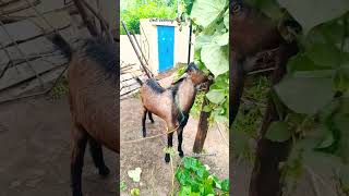 நல்ல idea 💡Goat farming🐐 🚜🐄🌾 ஆடு வளர்ப்பு #aaduvalarpu #goat #farming #shorts #trending