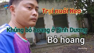 Khám phá trại nuôi Heo lớn nhất Bình Dương bỏ hoang..