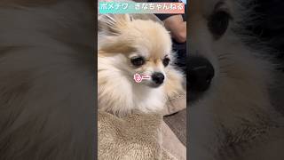 愛犬にちょっと動くからと言ったらこんなお顔になりました】#shorts #ポメチワ #きなちゃんねる #小型犬 #smalldog #ミックス犬