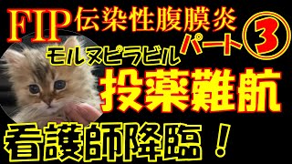 【FIP】猫伝染性腹膜炎パート③薬が飲めなきゃリュウは死ぬ！致死率９９％の難病克服