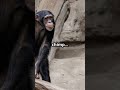 why you should never smile at a chimpanzee