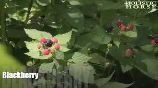 Herbs n' Pastures: Blackberry