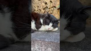 【伏見稲荷】超ドアップから寝顔をお送りする猫ガツガツ　cat showing sleeping face